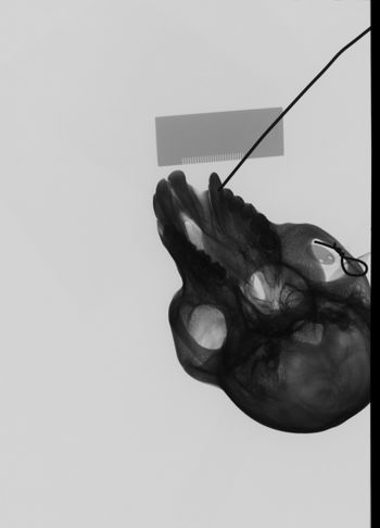 Media type: image;   Mammalogy 35598